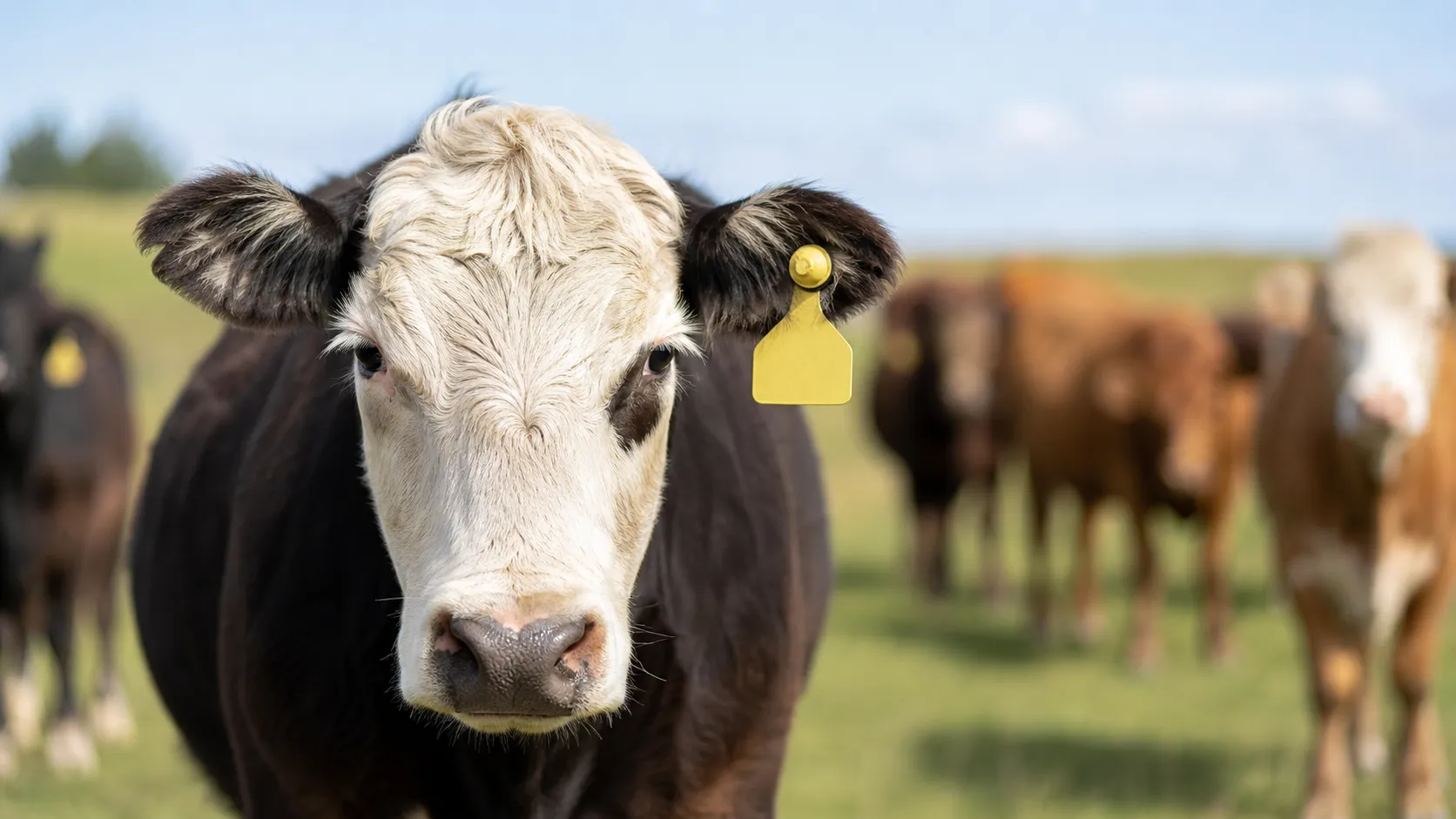 long range uhf rfid ear tag for livestock tracking